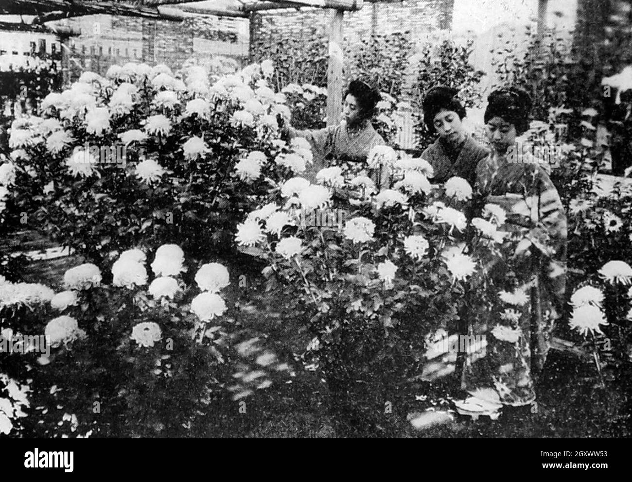 Espectáculo de Crisantemo, Japón, principios de 1900s Foto de stock