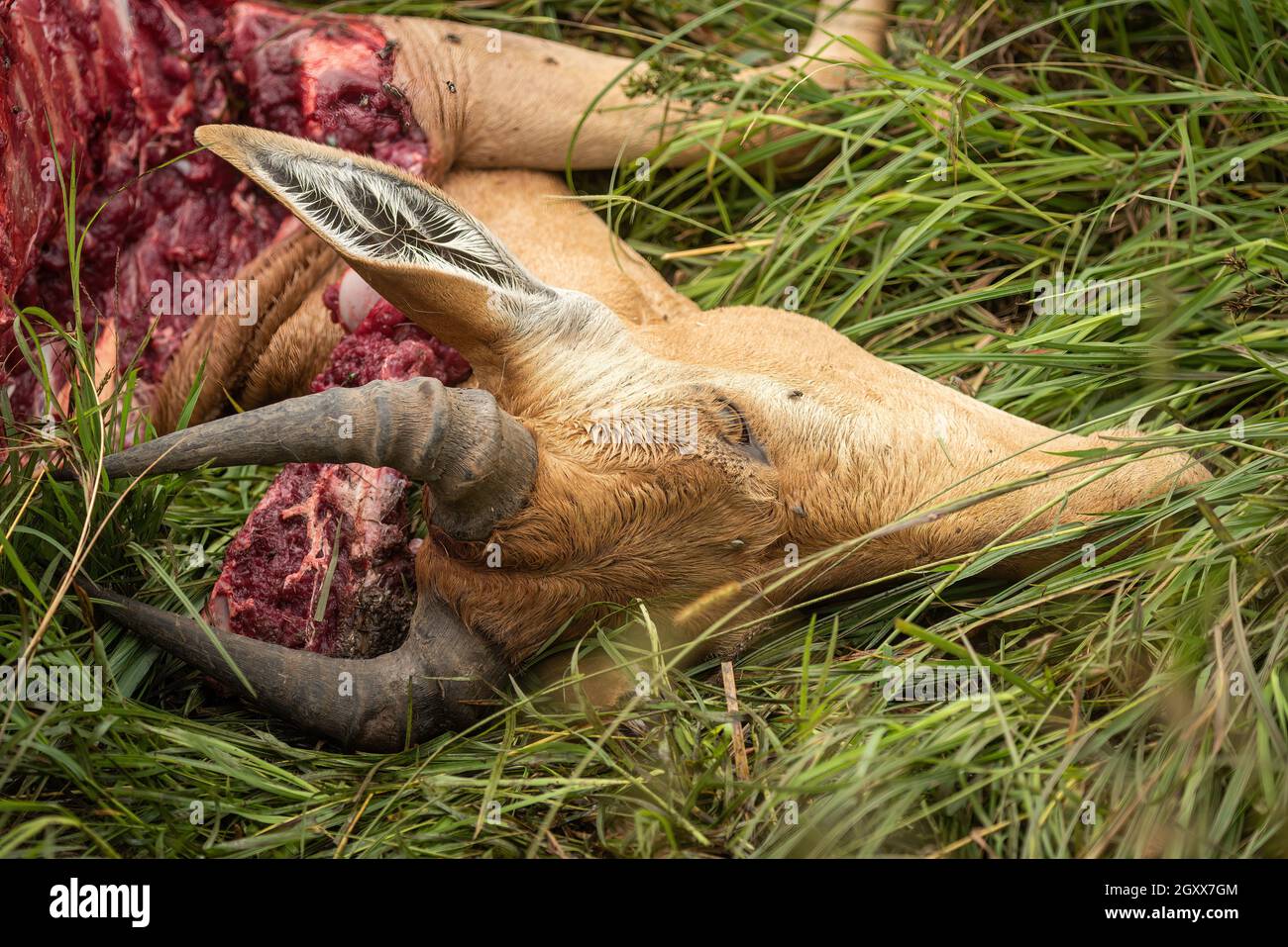 Primer plano de la cabeza de Coke hartebeest carcass Foto de stock