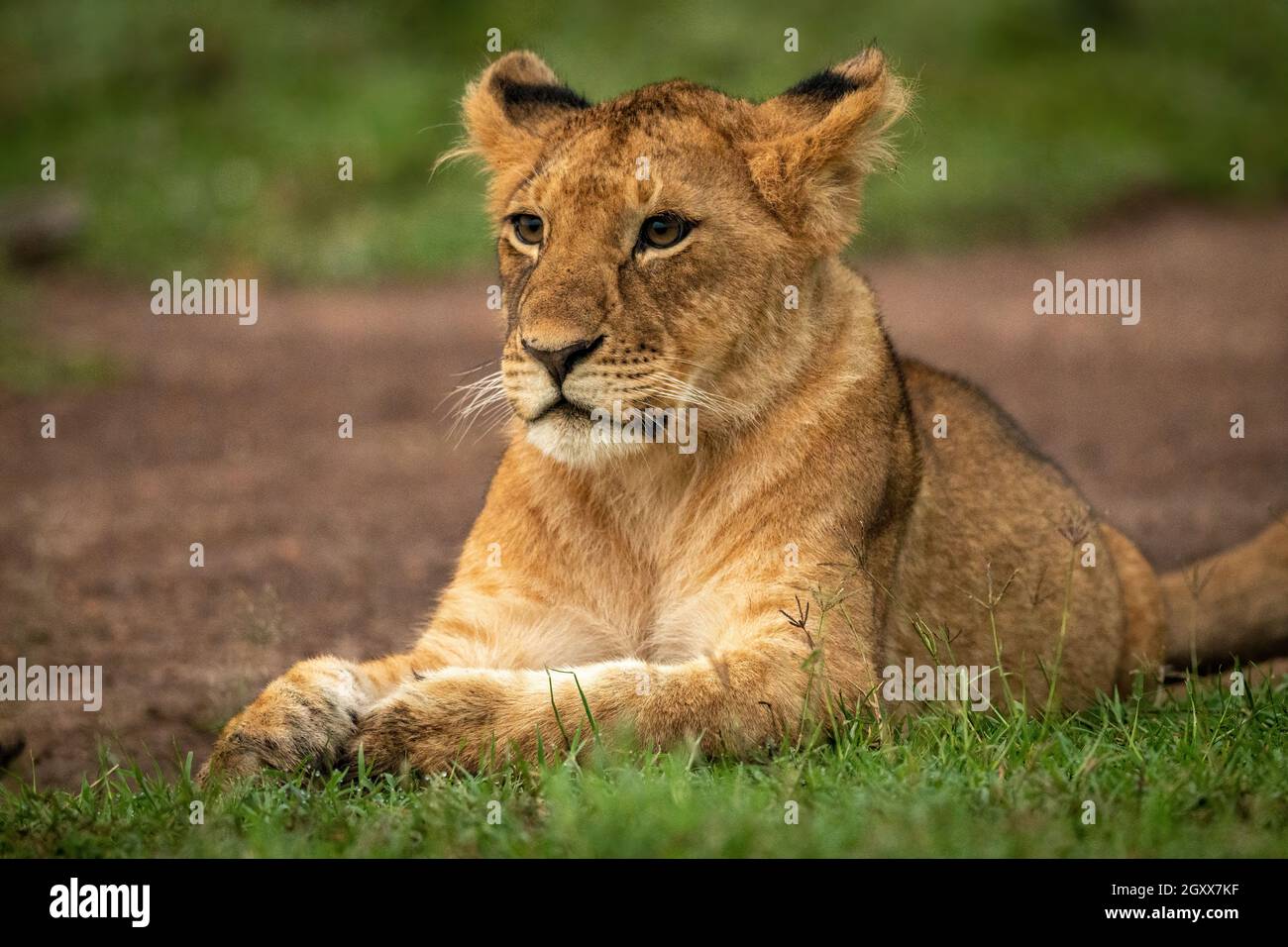 Primer plano de un cachorro de león acostado patas juntas Foto de stock