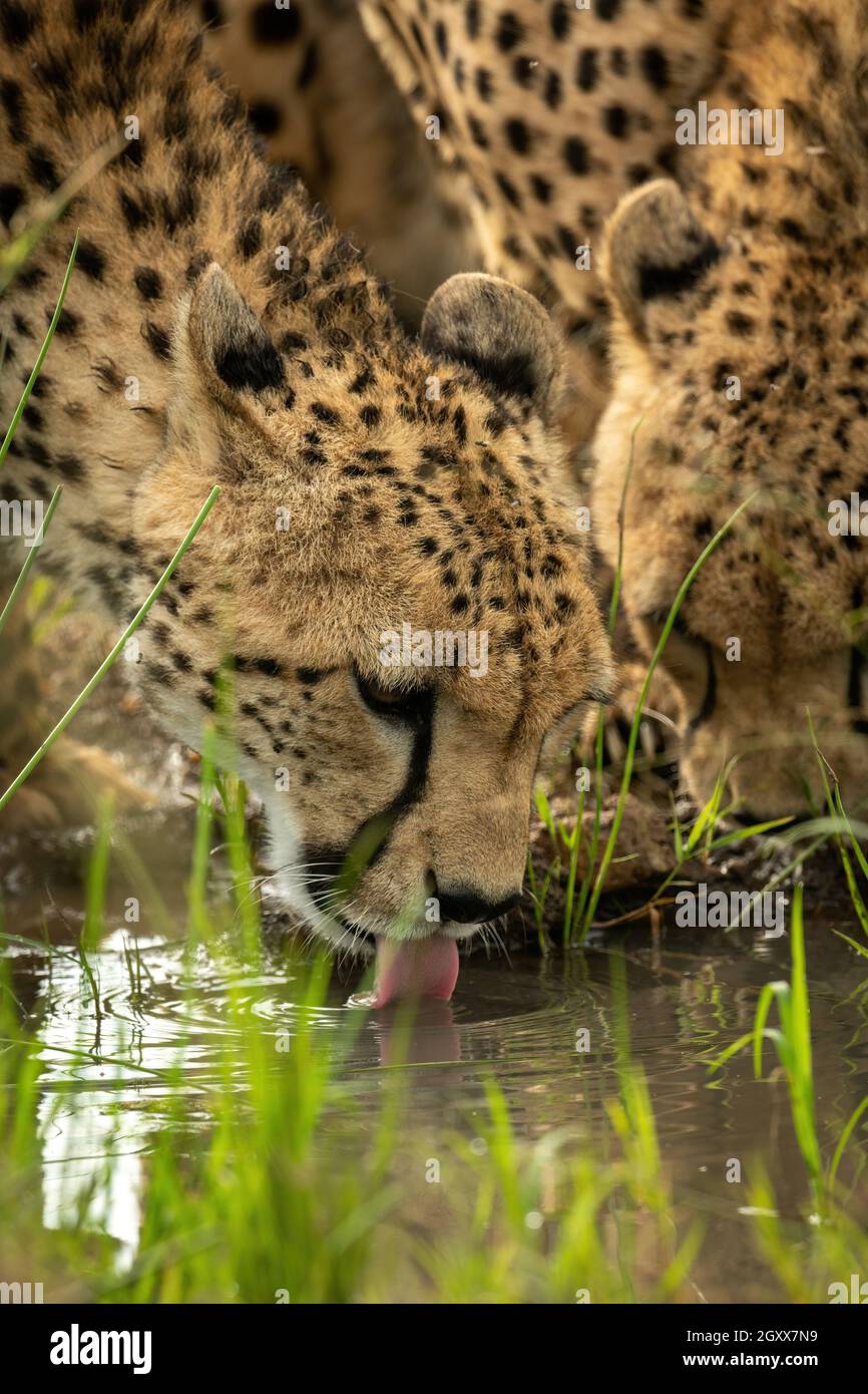 Primer plano de guepardos bebiendo de charco de hierba Foto de stock