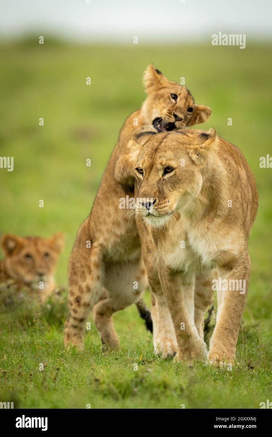 Cub se coloca sobre la leona mordida de las patas traseras Foto de stock