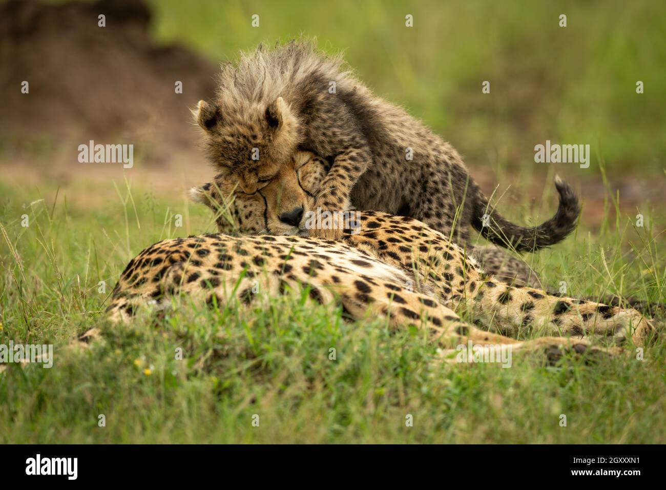Cub salta por toda la cabeza de guepardo Foto de stock