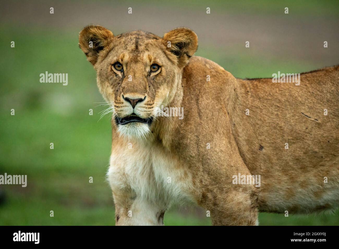 Primer plano de la leona mirando a la cámara Foto de stock