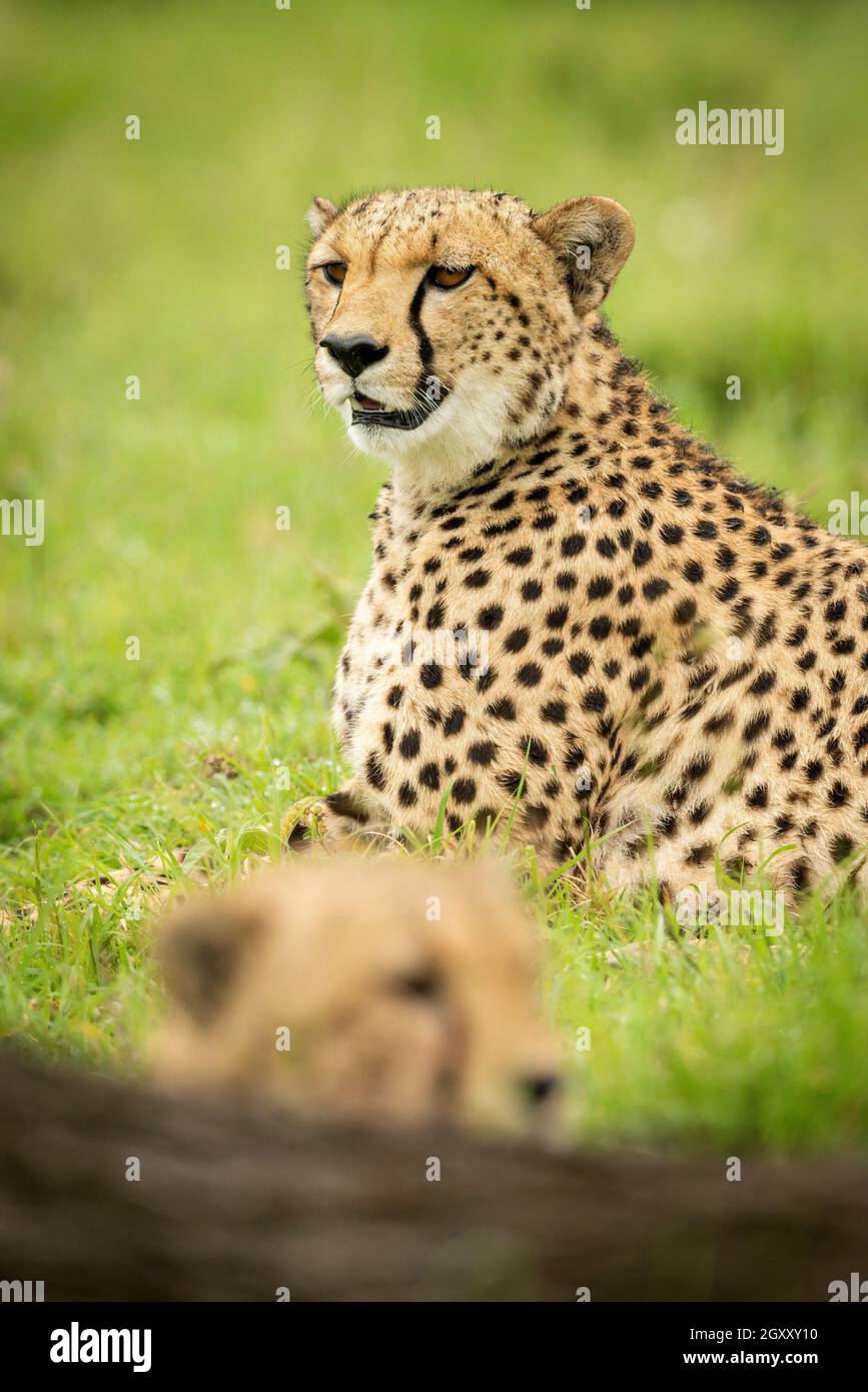 Primer plano de dos guepardos que yacen en la hierba Foto de stock