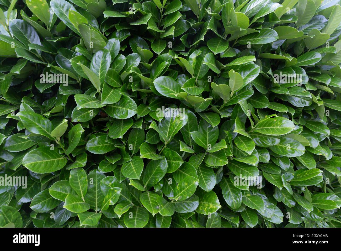 Hojas verdes de Photinia fraseri en el jardín en detalle como Antecedentes Foto de stock