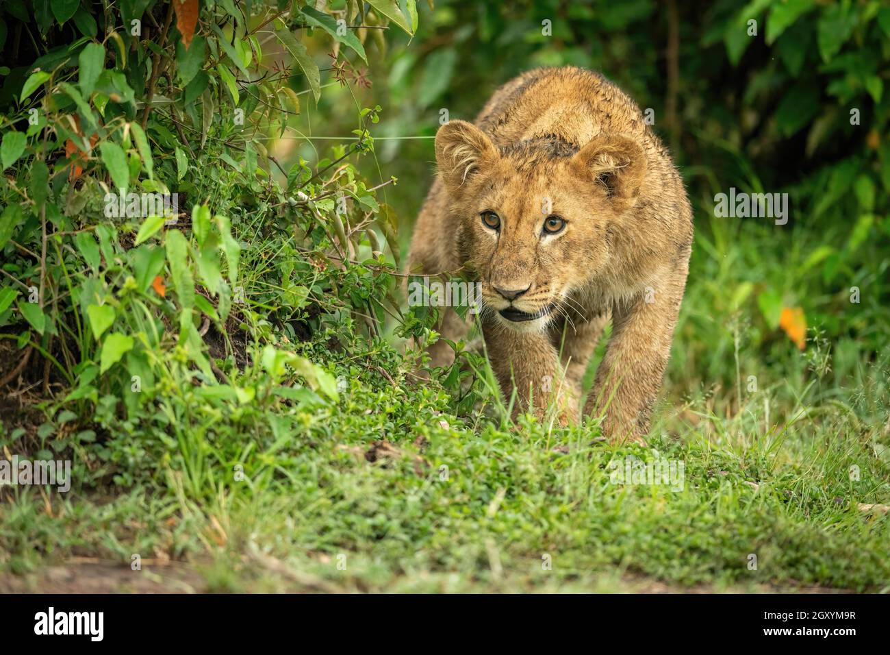 Cachorro de león se agachará por arbusto mirando hacia delante Foto de stock