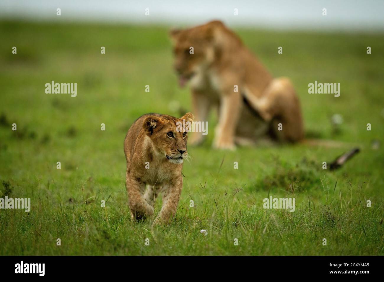El cachorro de león cruza la hierba con la leona detrás Foto de stock
