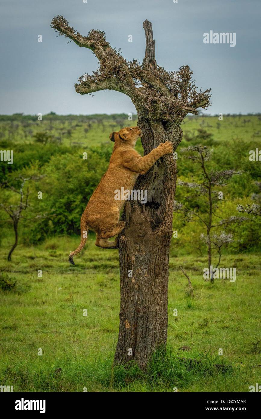 Cachorro de león subiendo árbol muerto en la sabana Foto de stock