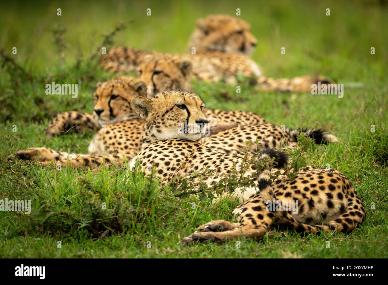 Línea de guepardos acostados en hierba corta Foto de stock