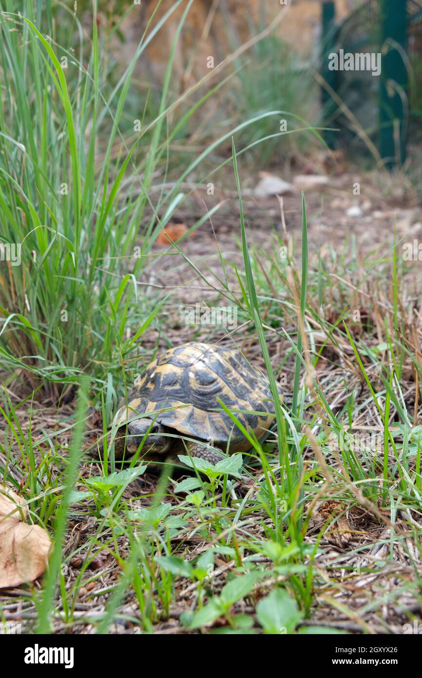 Especies animales, híbrido de tortuga reptil Mediatranea en reserva natural. Grabado durante el día en el Parque Natural de Castelldefels. Foto de stock