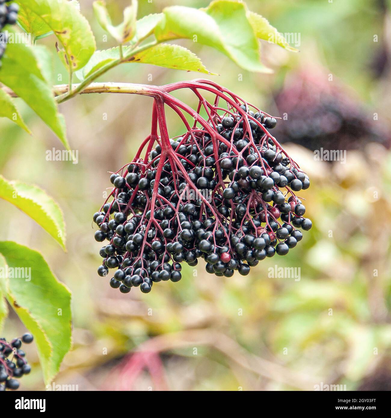 Anciano negro europeo, Elderberry, anciano común (Sambucus nigra 'Haidegg 17', Sambucus nigra Haidegg 17), frutos del cultivar Haidegg 17, Alemania Foto de stock