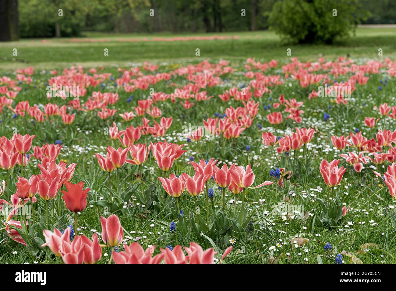 Tulipa de Greig (Tulipa greigii 'Pinocchio', Tulipa greigii Pinocchio), floreciendo, cultivar Pinocchio Foto de stock