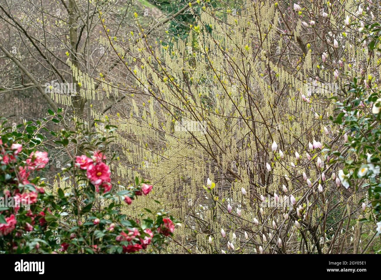 Spiketail, Kibusi (Stachyurus praecox), arbusto floreciente, Suiza Foto de stock