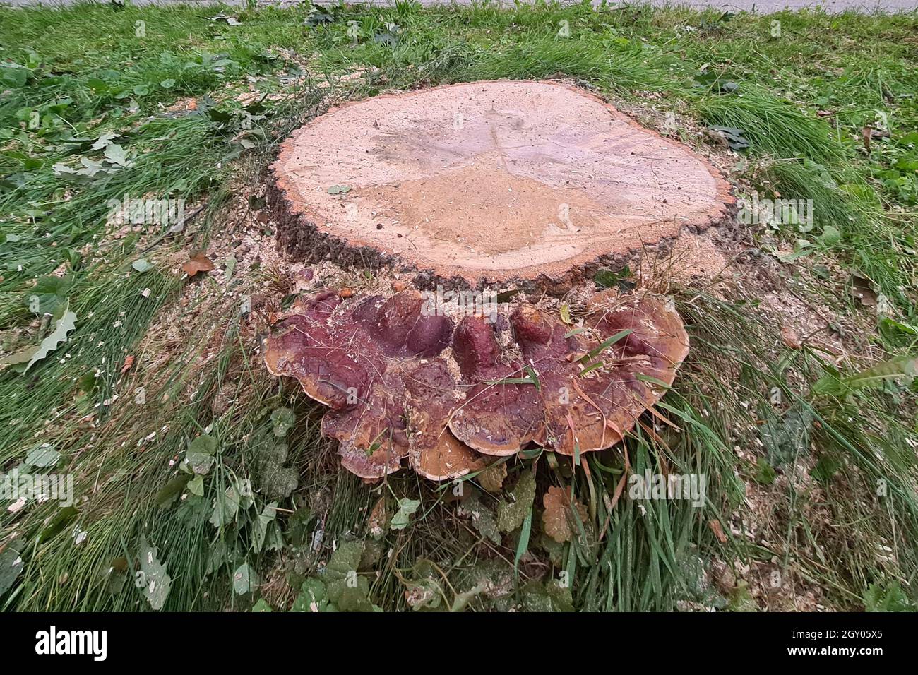 Hongo de la escuadra (Ganoderma resinaceum), creciendo a los pies de un tronco de roble, la razón, por qué el árbol fue talado, Alemania Foto de stock