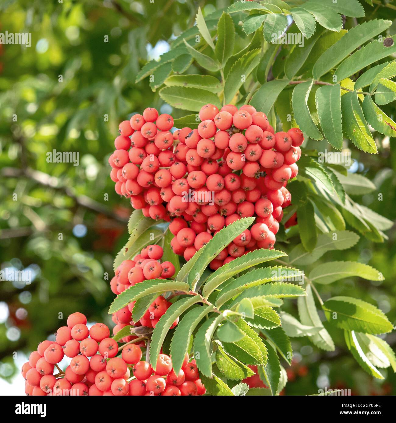 Fresno europeo de montaña, rowan (sorbus aucuparia var edulis), rama fructificante Foto de stock