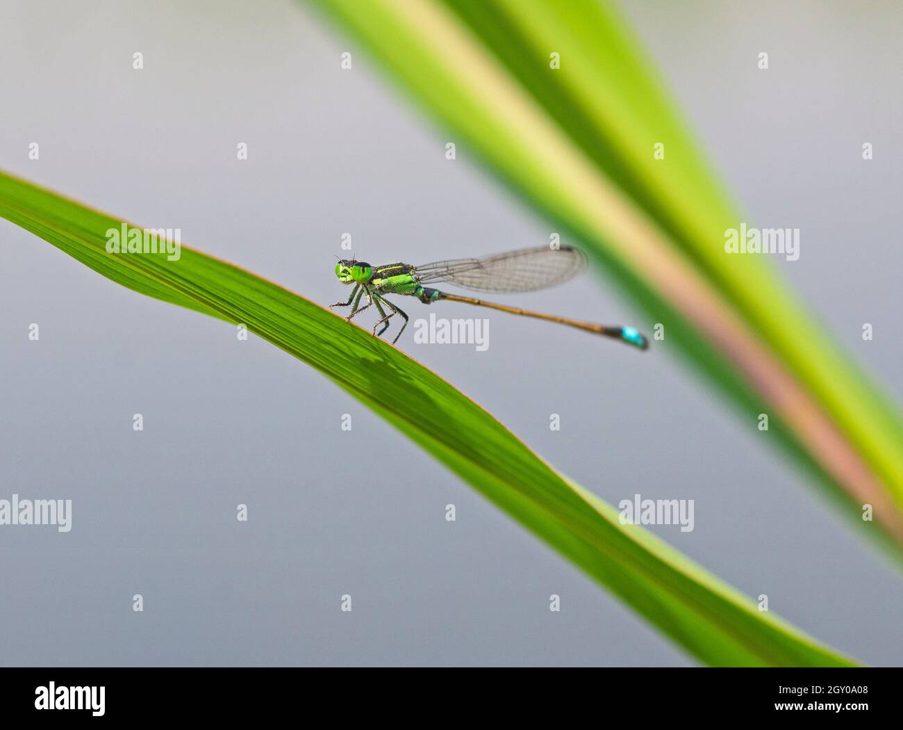 Primer plano macro detalle de cola pequeña libélula onychogomphus forcpata encendido hoja verde en el jardín Foto de stock