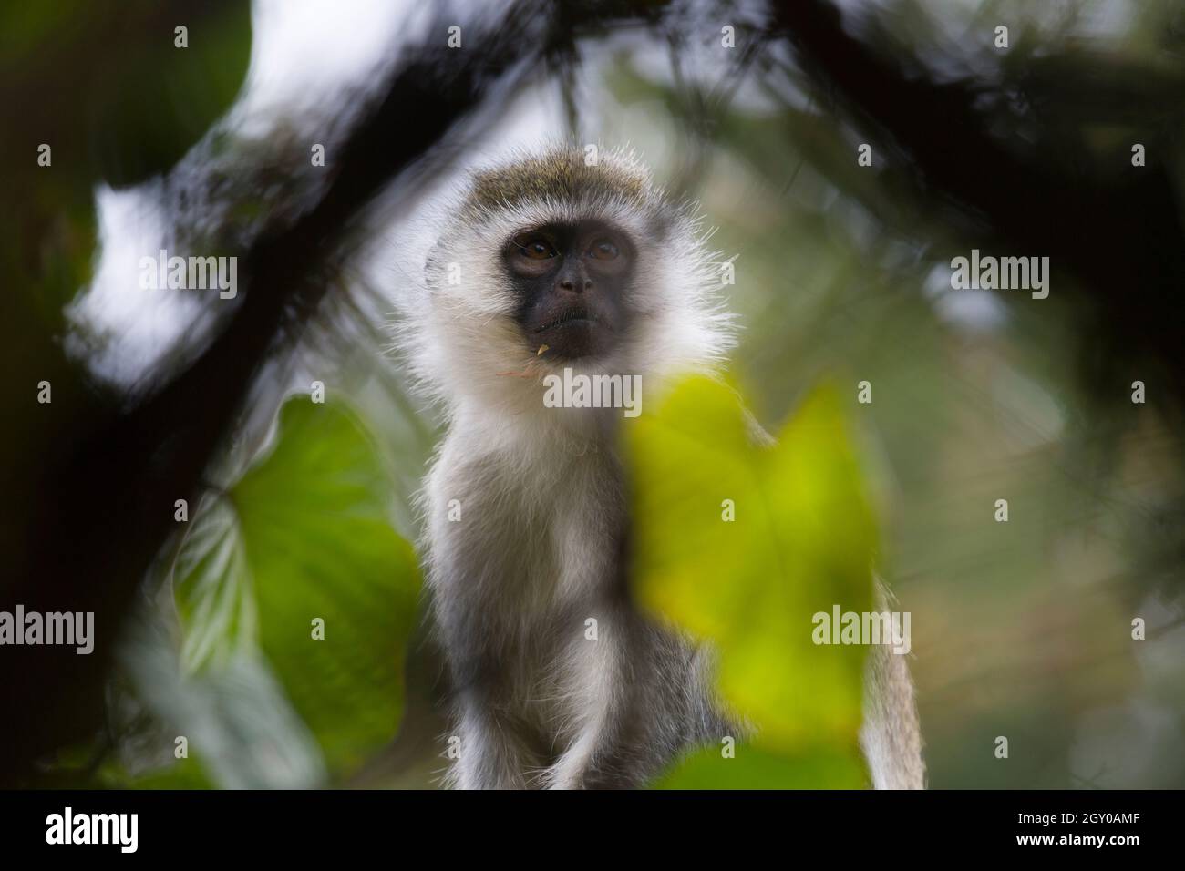 Un mono de vervet (Chlorocebus pygerythrus), colinas de Maparasha, cerca de Il’Bisil, distrito de Amboseli, Kenia. 29 jul 2021 Foto de stock