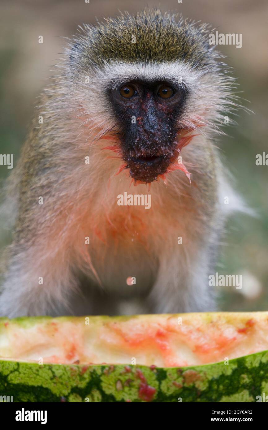 Un mono de vervet (Chlorocebus pygerythrus) que come un melón de agua descartado, Maparasha Hills, cerca de Il’Bisil, distrito de Amboseli, Kenia. 29 jul 2021 Foto de stock