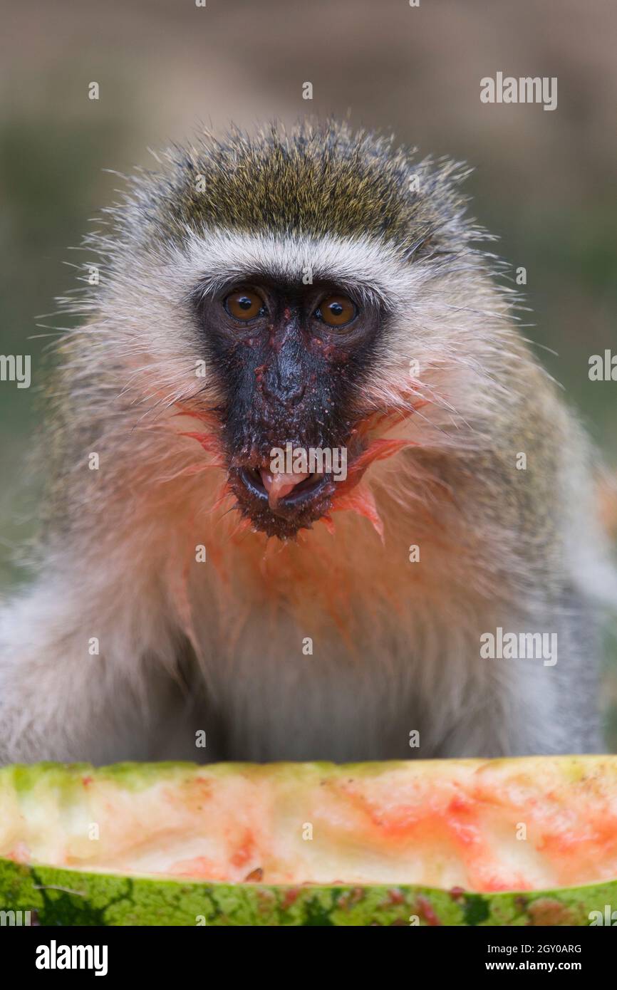 Un mono de vervet (Chlorocebus pygerythrus) que come un melón de agua descartado, Maparasha Hills, cerca de Il’Bisil, distrito de Amboseli, Kenia. 29 jul 2021 Foto de stock