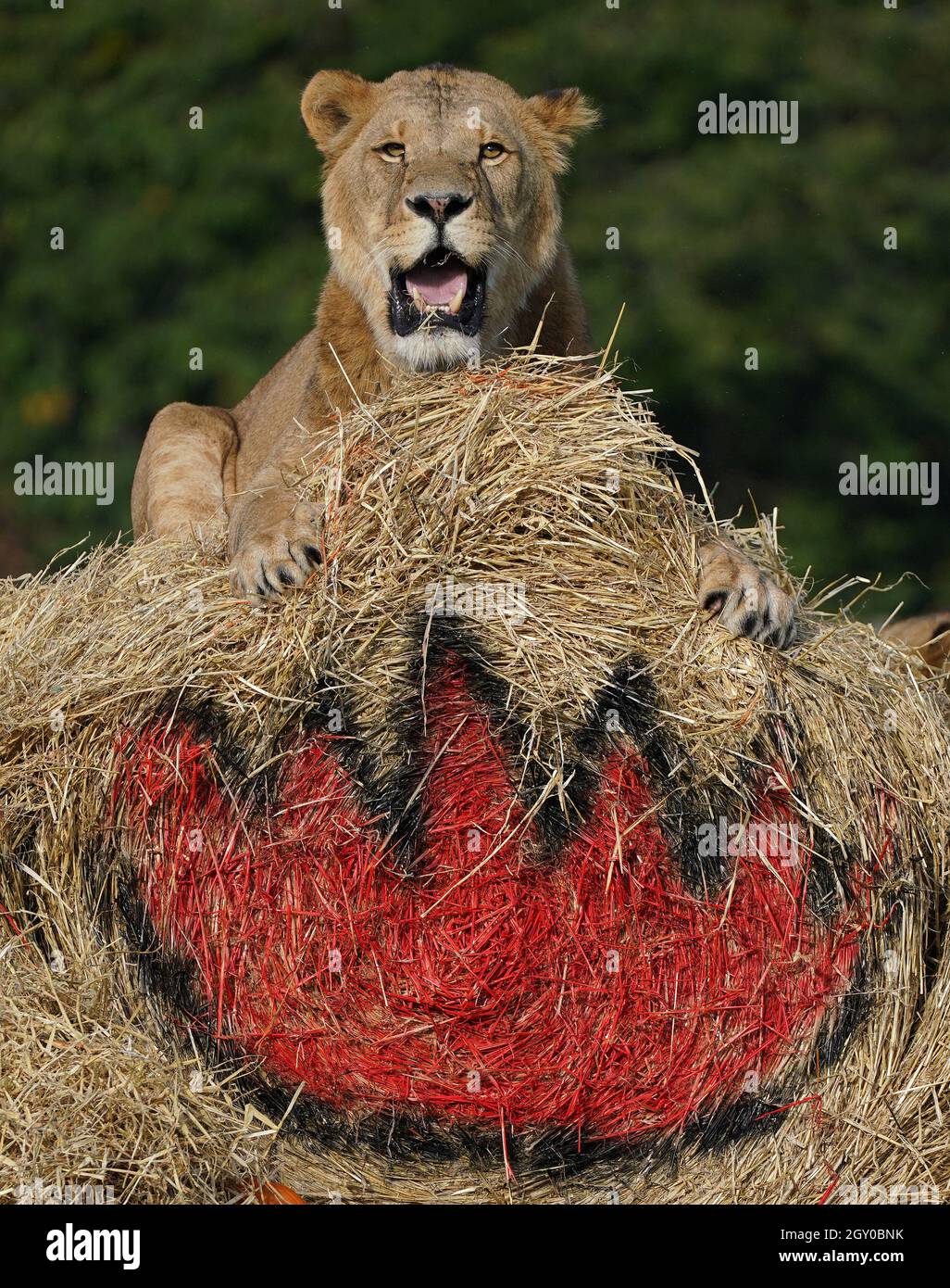 Los Leones interactúan con una gigantesca paca de heno y calabazas llenas  de enriquecimiento en el Blair Drummond Safari Park, cerca de Stirling  durante los preparativos finales para su evento de Halloween