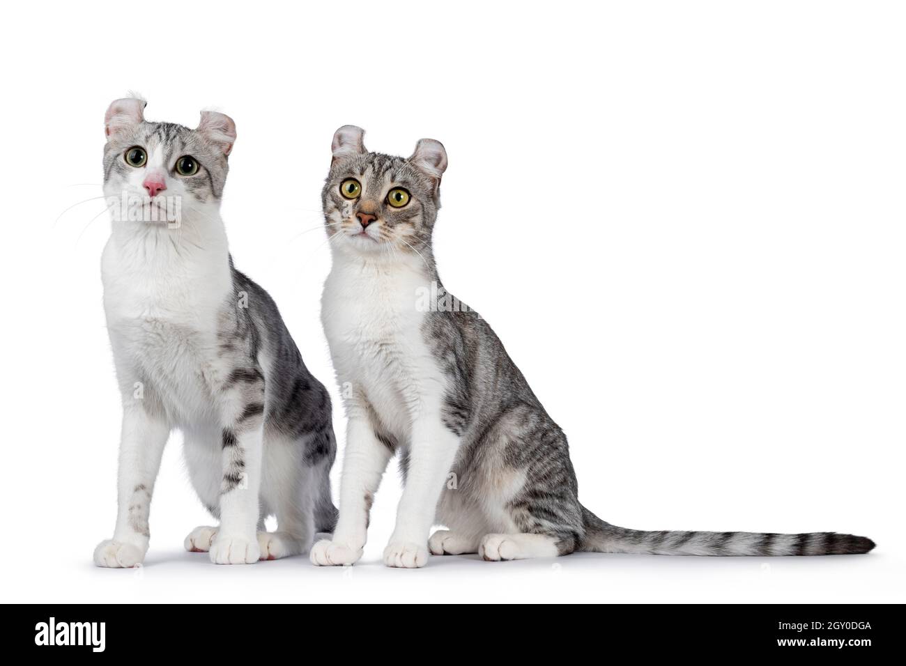 Dos gatos americanos adultos Curl Shorthair, sentados uno al lado del otro. Mirando hacia delante lejos de la cámara. Aislado sobre fondo blanco. Foto de stock