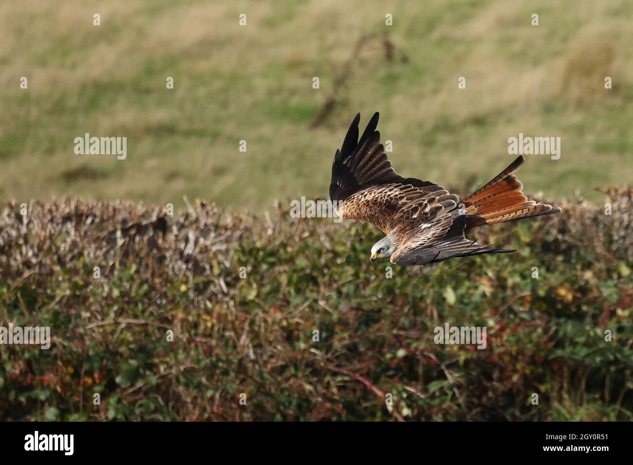 Red Kites en Gales Foto de stock
