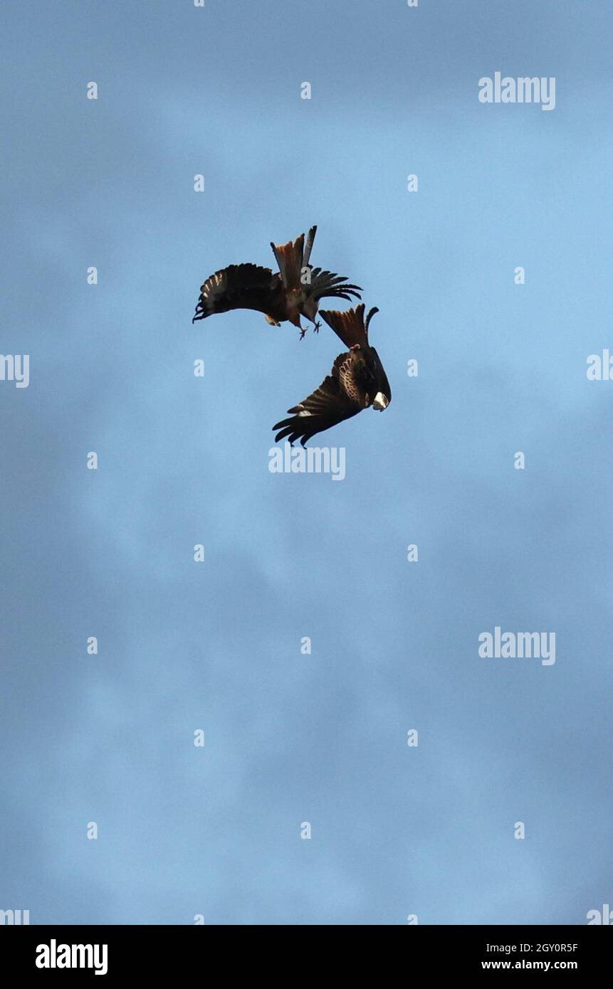 Red Kites en Gales Foto de stock