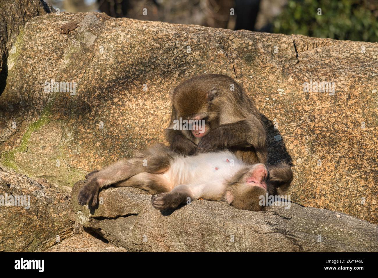 Babuinos del zoológico de Berlín arreglando sus cuerpos, lo que establece y profundiza los contactos sociales Foto de stock