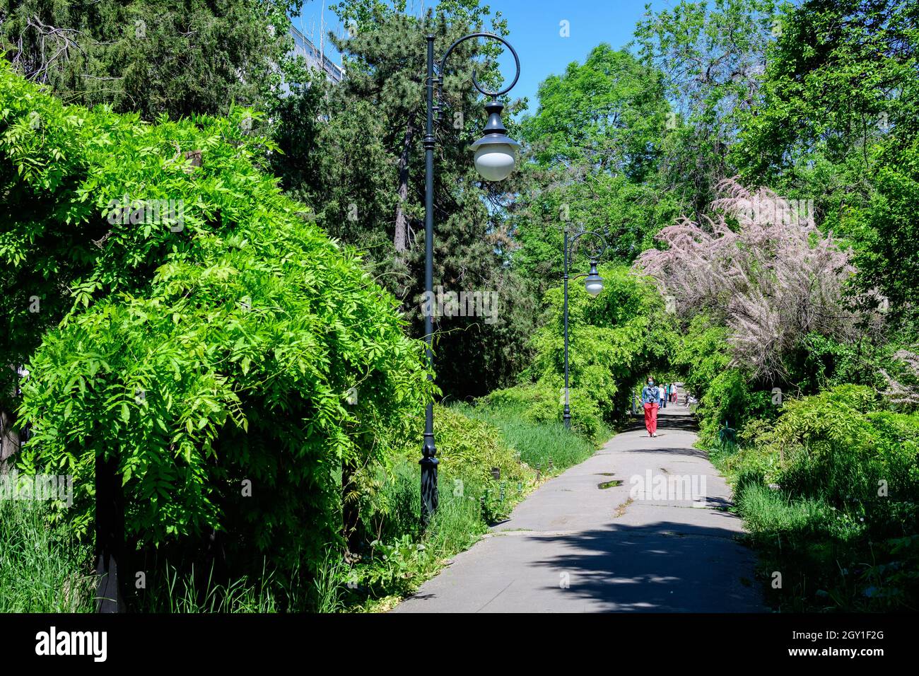 Bucarest, Rumania, 9 de mayo de 2021: Jardín minimalista con linden y hojas verdes cerca de un callejón gris en un soleado día de verano en Cismigiu Gard Foto de stock
