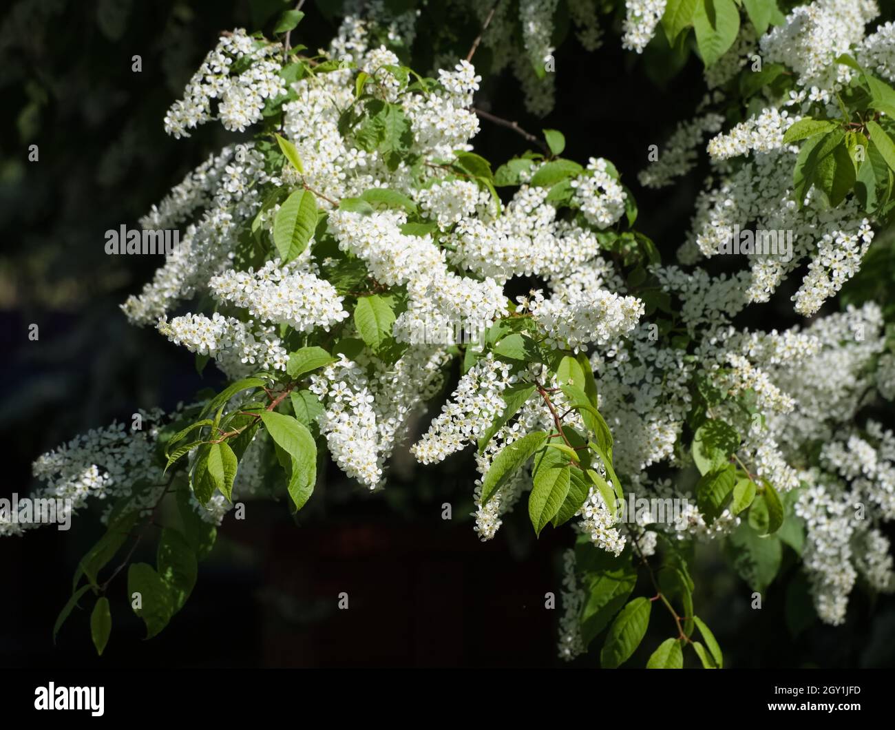 Pequeñas flores blancas agrupadas fotografías e imágenes de alta resolución  - Alamy