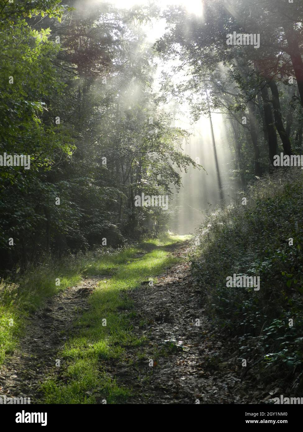 rayos de sol místicos en un bosque brumoso Foto de stock