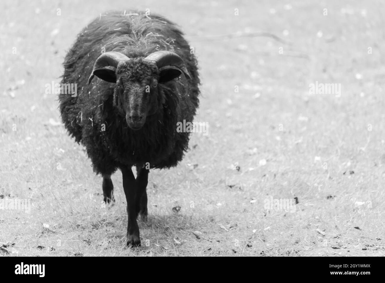 Disparo en escala de grises de una oveja negra caminando en un campo de pastos Foto de stock
