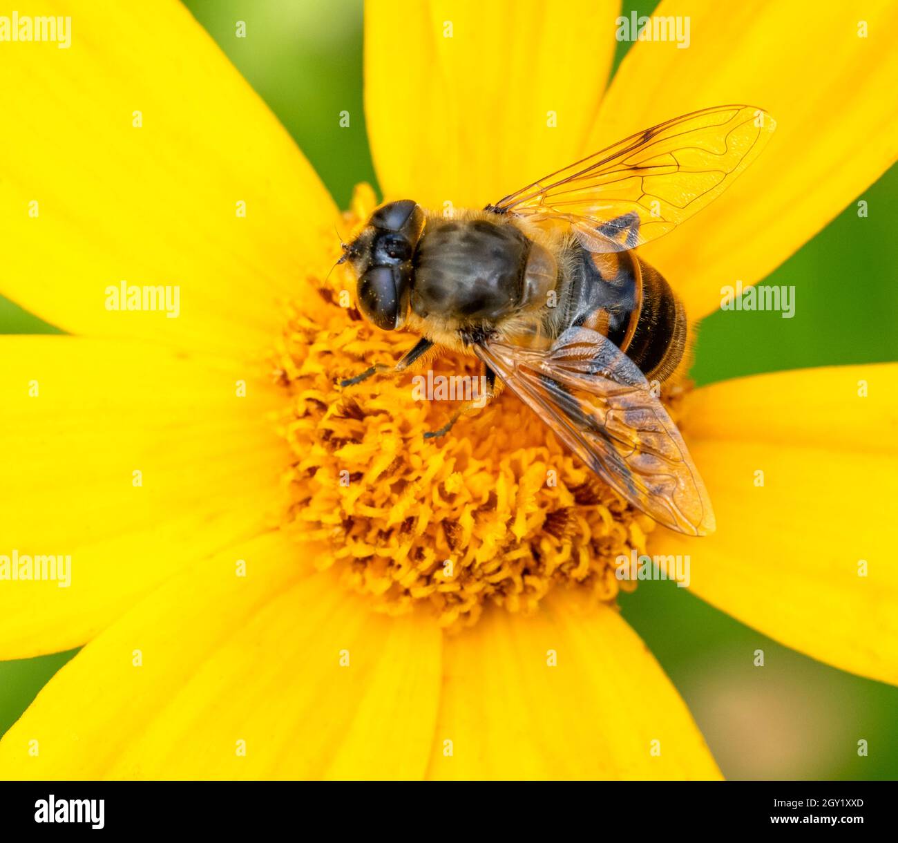 Abejas de miel británicas recolectando néctar de una flor amarilla Foto de stock