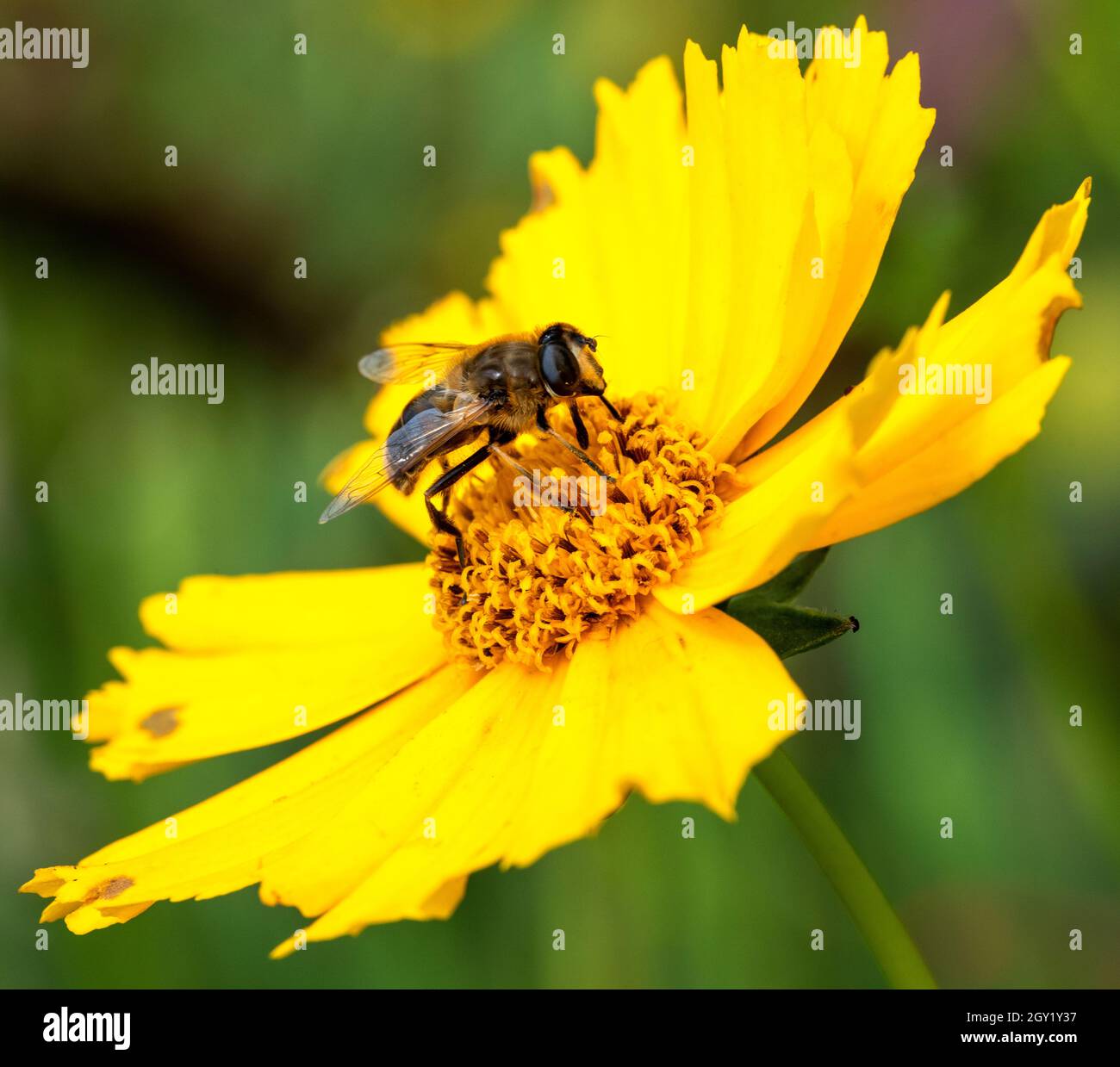 Abejas de miel británicas recolectando néctar de una flor amarilla Foto de stock