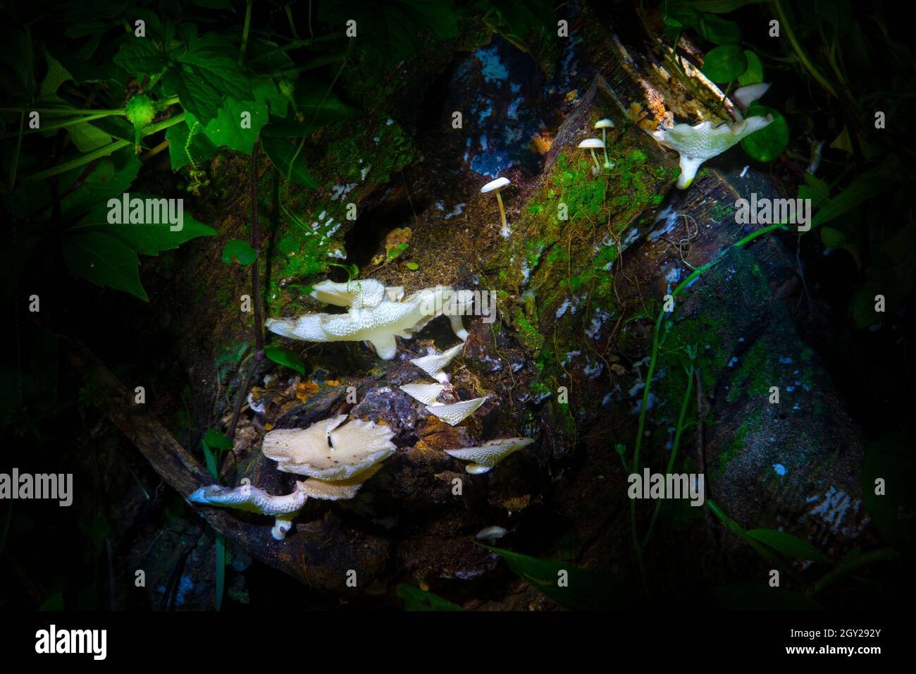 Un grupo de hongos bioluminiscentes conocidos como Panellus Stipticus crecen en el lado de un tocón de árboles muertos en los Everglades de Florida. Foto de stock