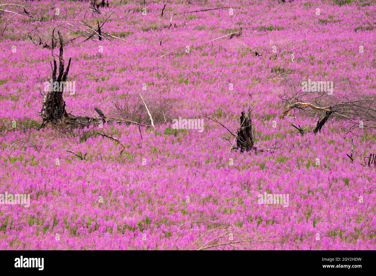 Un campo con floreciente hierba de fuego rosa silvestre, Chamaenerion angustifolium, Onagraceae, Lago Skilak, Península de Kenai, Alaska, Estados Unidos Foto de stock