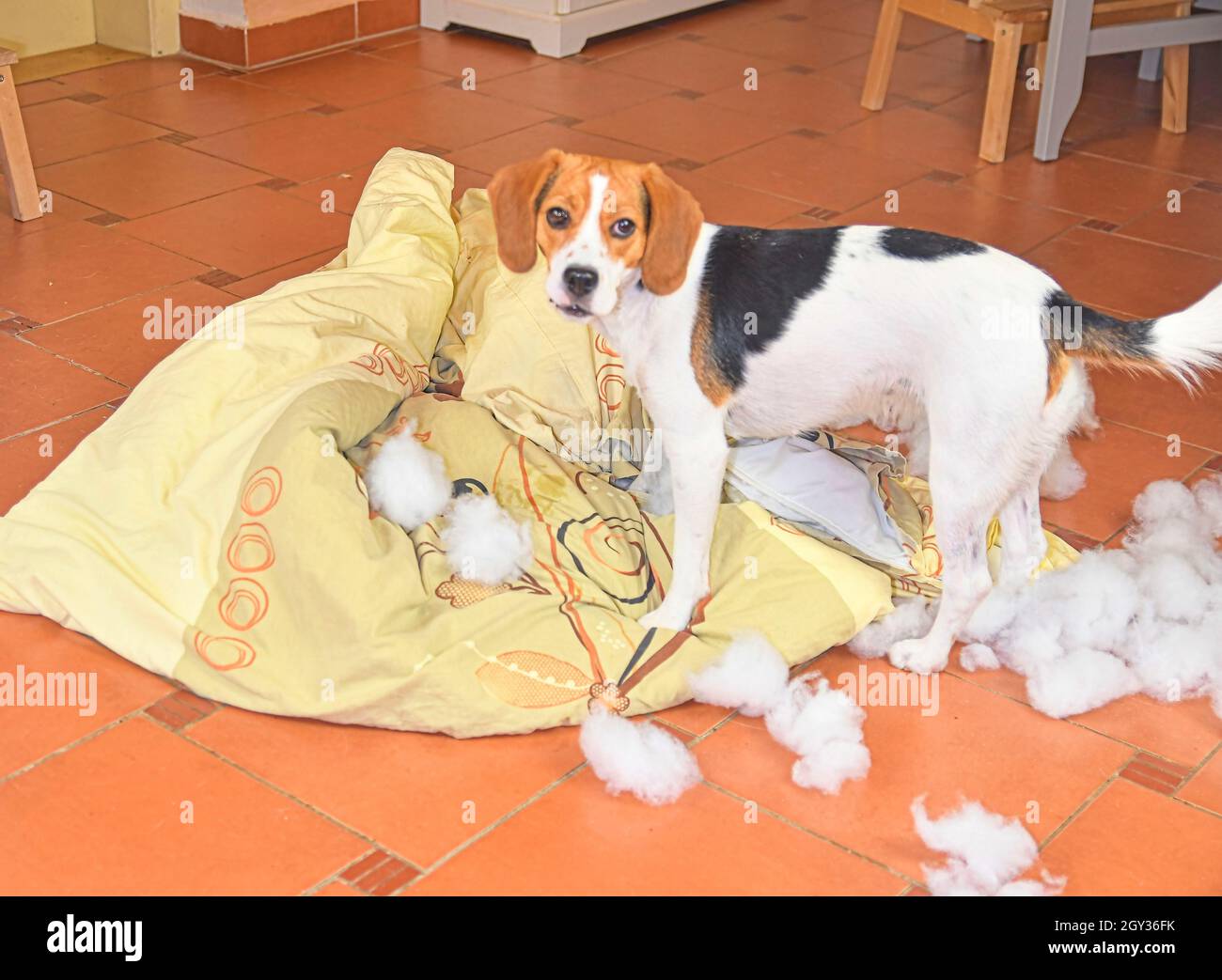 Un pequeño perro beagle cose la ropa de cama. Traviesa perrito beagle que  parece triste que acaba de destruir Fotografía de stock - Alamy