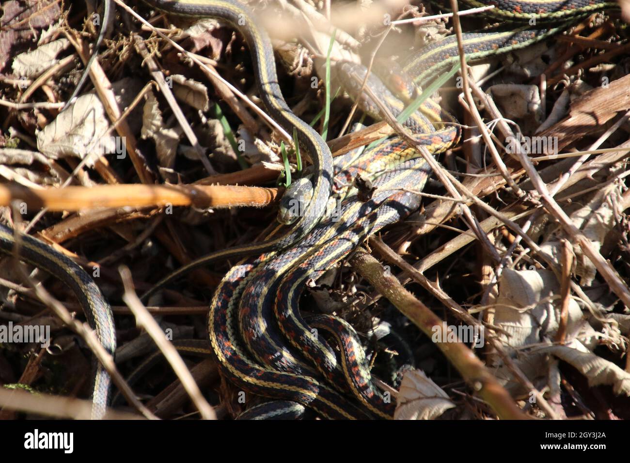 Una serie de serpientes entrelazadas que se ponen sobre hojas muertas, vides y hierba. Foto de stock