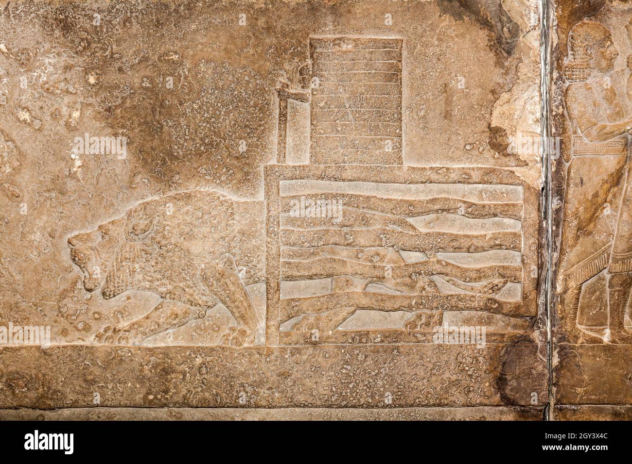 Talla asiria alrededor del 645 ac de Nínive . De una caza de leones en la arena donde el león es conducido hacia el rey que los mata. Foto de stock