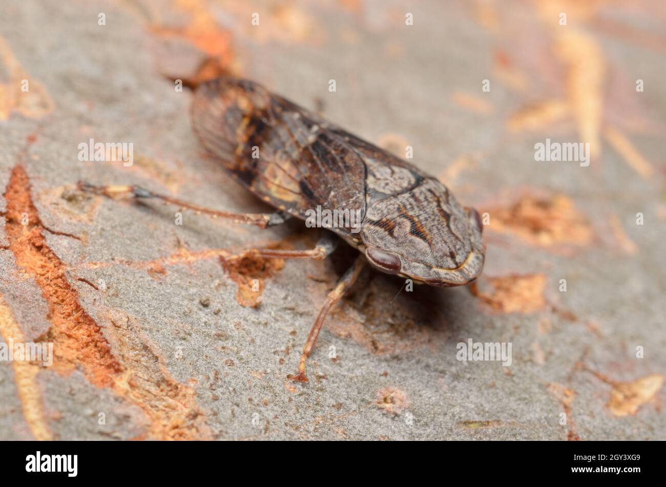 Macho Black Flat-head leafhopper, Stenocotis depressa, en Glenbrook, Nueva Gales del Sur, Australia. Foto de stock