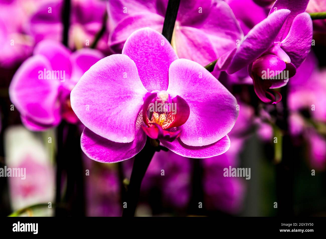 Dendrobium bigibbum, comúnmente conocida como la orquídea de Cooktown o orquídea de mariposa malva, es una orquídea epifítica o litofítica de la familia Orchidaceae Foto de stock