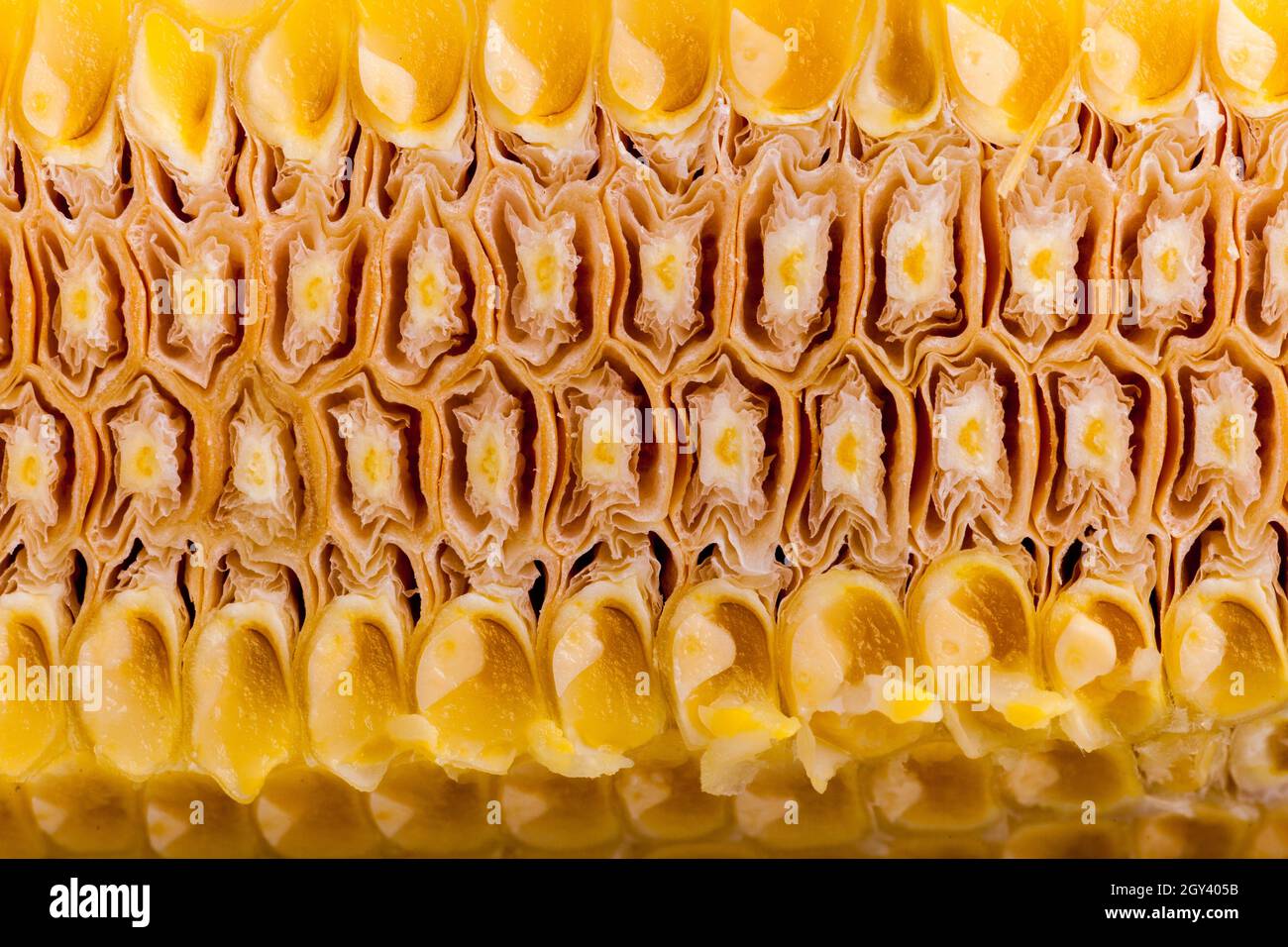 corte a través de mazorcas de maíz Foto de stock