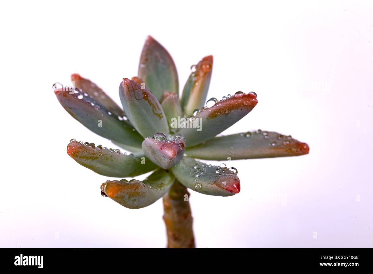 Pachyphytum hookeri también se llama Echeveria Foto de stock