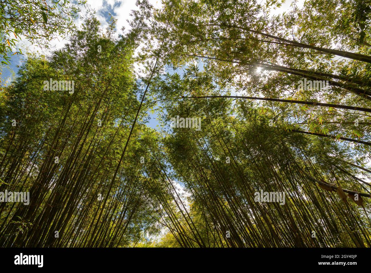 un bosque de bambú de Australia Foto de stock