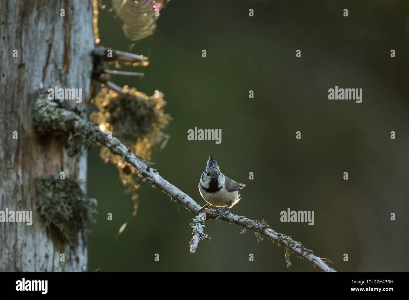 Tit Crested - Haubenmeise - Lophanes crimatus ssp. Crimatus, Alemania (Baden-Württemberg), adulto Foto de stock