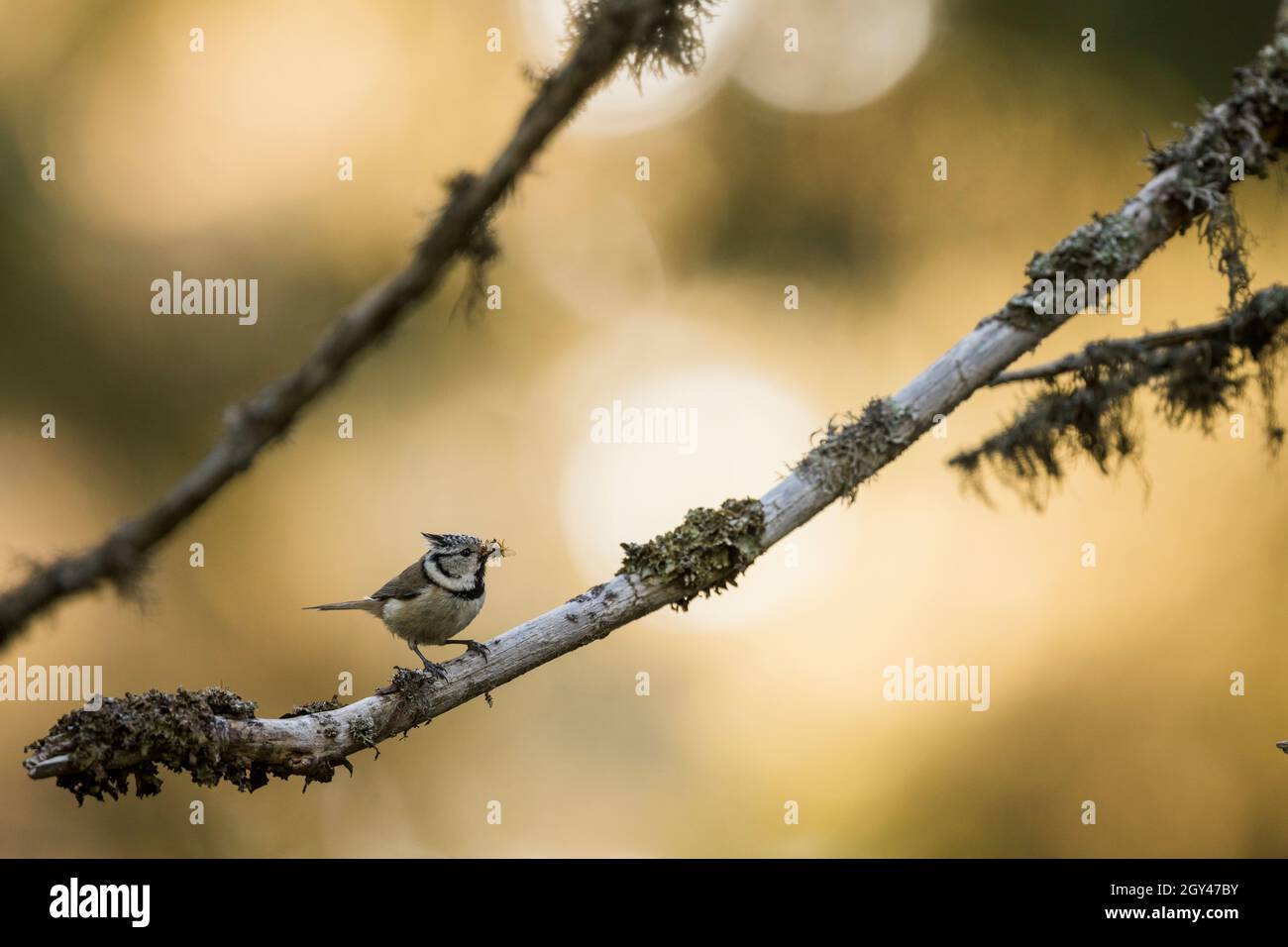 Tit Crested - Haubenmeise - Lophanes crimatus ssp. Crimatus, Alemania (Baden-Württemberg), adulto Foto de stock