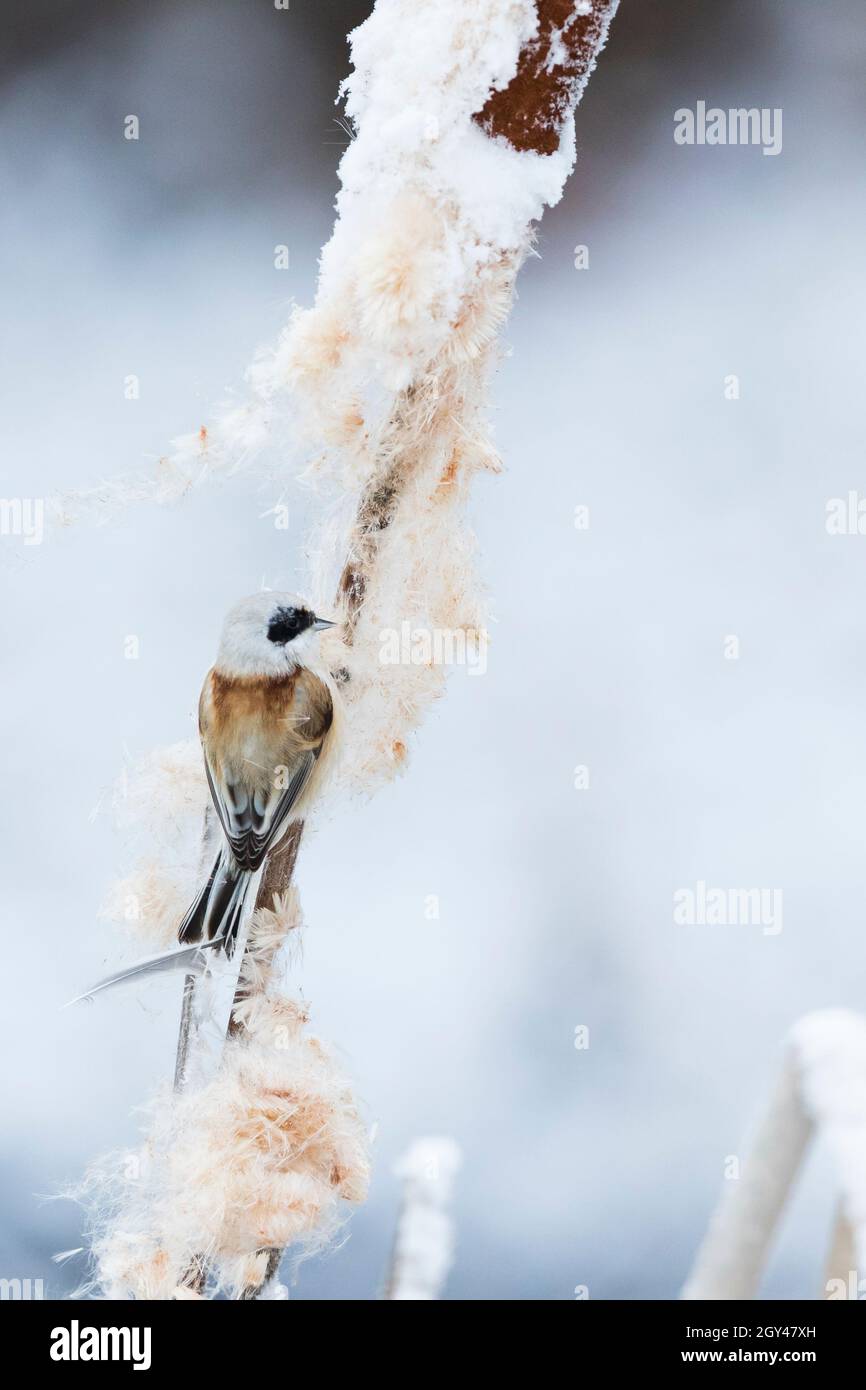 Tit de péndulo eurasiano - Beutelmeise - Remiz péndulinus ssp. Péndulinus, Francia (Alsacia), macho, aves invernantes Foto de stock