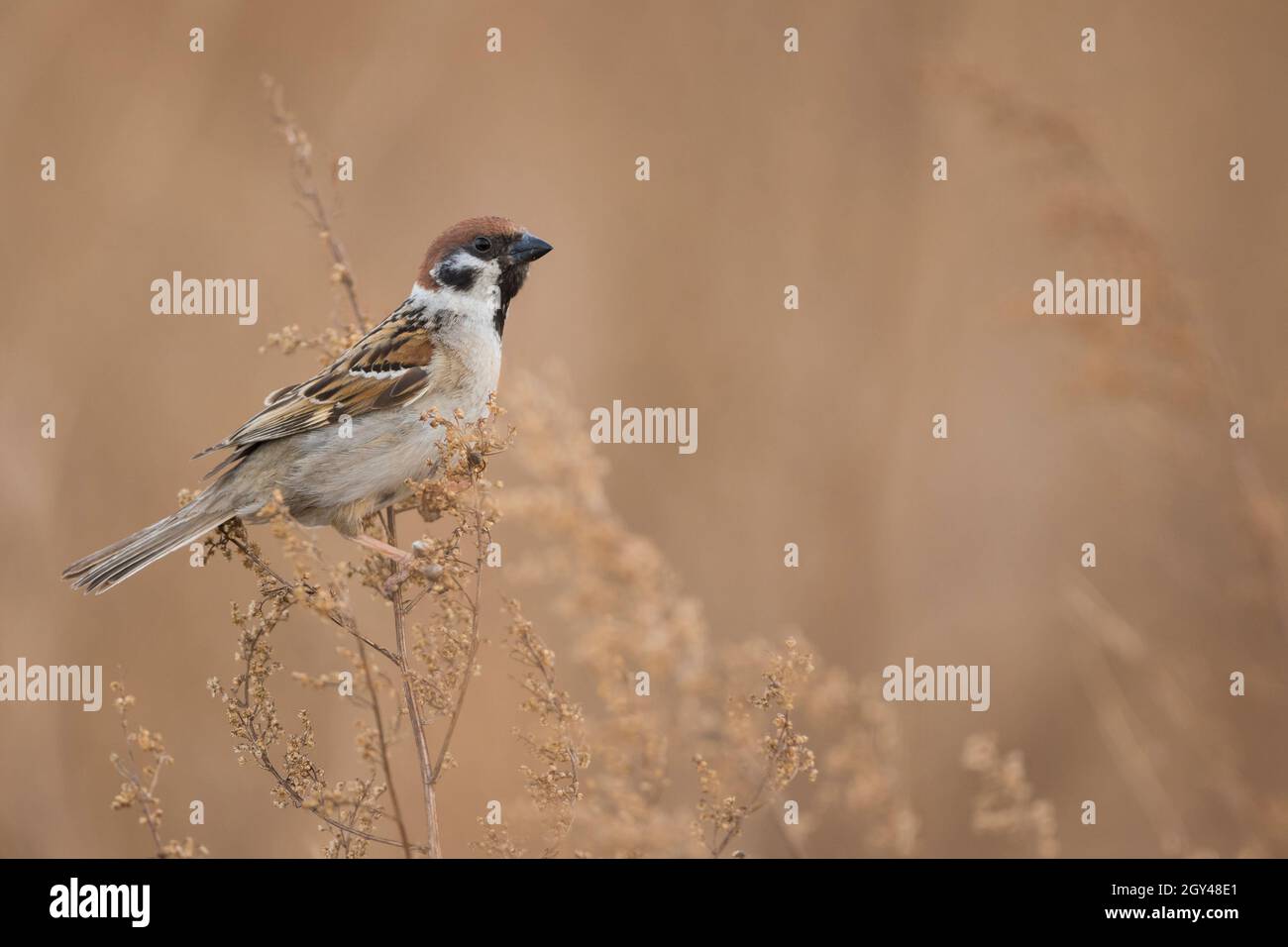 Eurasian Tree Sparrow - Feldsperling - Passer montanus, adulto, Rusia (Baikal), adulto Foto de stock