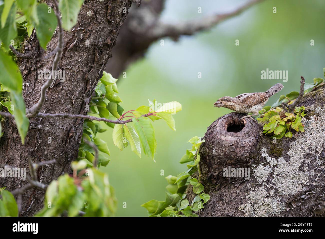 Eurasian Wryneck - Wendehals - Jynx torquilla ssp. Torquilla, Alemania (Baden-Württemberg), adulto en nido Foto de stock