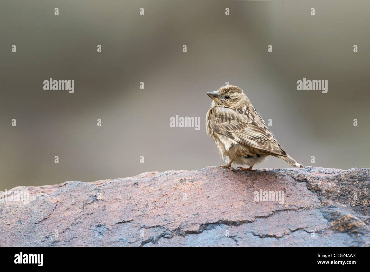 Rock Sparrow - Steinsperling - Petronia petronia Intermedia, Tayikistán, adulto Foto de stock